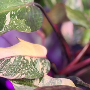 May include: A Philodendron Pink Princess plant featuring variegated leaves with a mix of deep green, light green, and soft pink patches. The plant has dark reddish-purple stems and a smooth leaf texture, showcasing a distinct color pattern.