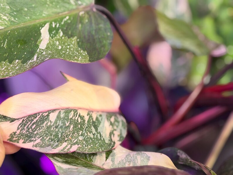 May include: A Philodendron Pink Princess plant featuring variegated leaves with a mix of deep green, light green, and soft pink patches. The plant has dark reddish-purple stems and a smooth leaf texture, showcasing a distinct color pattern.