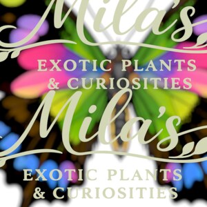 Puede incluir: Imagen de una mariposa colorida con el texto "Mila's Exotic Plants & Curiosities". Las alas de la mariposa presentan un degradado de colores vibrantes, incluyendo rosa, verde, azul y negro, sobre un fondo blanco, creando una imagen llamativa.