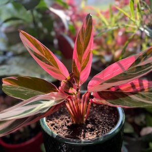 May include: A Stromanthe Triostar plant featuring elongated, lance-shaped leaves with a variegated pattern of deep green, creamy white, and vibrant pink. The plant is potted in a dark green textured container filled with dark potting soil.