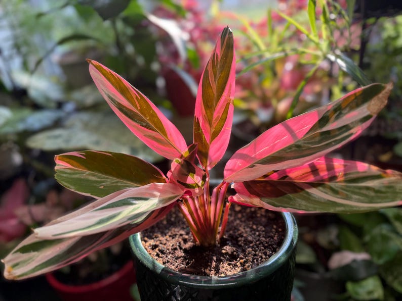 May include: A Stromanthe Triostar plant featuring elongated, lance-shaped leaves with a variegated pattern of deep green, creamy white, and vibrant pink. The plant is potted in a dark green textured container filled with dark potting soil.