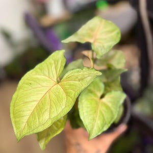 May include: A Syngonium plant featuring arrow-shaped leaves with a light green and pale yellow coloration. The foliage displays prominent, delicate pink veins that radiate from the center of each leaf, creating a distinct pattern across the surface.
