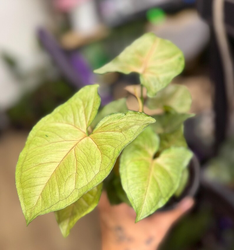 May include: A Syngonium plant featuring arrow-shaped leaves with a light green and pale yellow coloration. The foliage displays prominent, delicate pink veins that radiate from the center of each leaf, creating a distinct pattern across the surface.