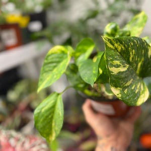 K&ouml;nnte beinhalten: Eine Pothos-Pflanze im Topf mit herzf&ouml;rmigen Bl&auml;ttern, die ein panaschiertes Muster aus dunkelgr&uuml;nen und hellgelben Flecken aufweisen. Die Pflanze befindet sich in einem kleinen, dunkelbraunen Kunststoff-Anzuchttopf mit einem wei&szlig;en Etikett.