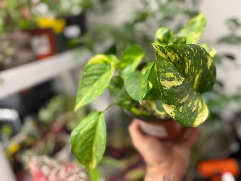 K&ouml;nnte beinhalten: Eine Pothos-Pflanze im Topf mit herzf&ouml;rmigen Bl&auml;ttern, die ein panaschiertes Muster aus dunkelgr&uuml;nen und hellgelben Flecken aufweisen. Die Pflanze befindet sich in einem kleinen, dunkelbraunen Kunststoff-Anzuchttopf mit einem wei&szlig;en Etikett.