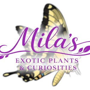 May include: A logo for "Mila's Exotic Plants & Curiosities" features purple script over a butterfly illustration. The butterfly has yellow and black wings. The text below is in a serif font.
