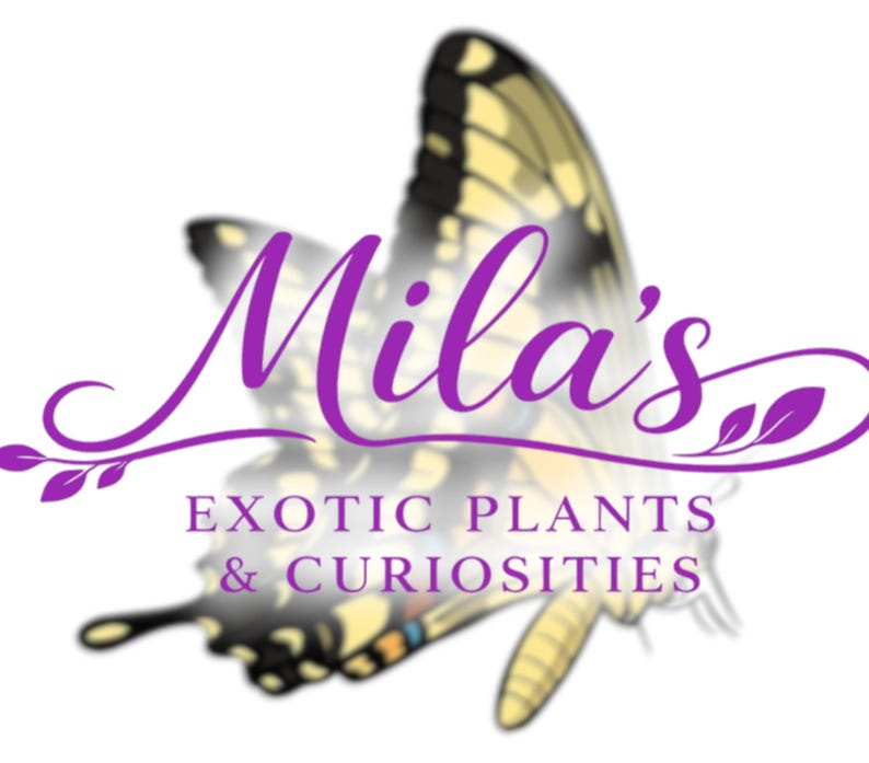 May include: A logo for "Mila's Exotic Plants & Curiosities" features purple script over a butterfly illustration. The butterfly has yellow and black wings. The text below is in a serif font.