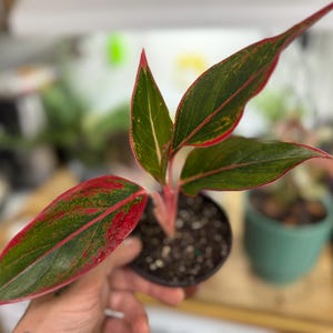 May include: An Aglaonema plant in a small black plastic pot, featuring lance-shaped leaves with a variegated pattern of deep green and vibrant red. The stems are a light pinkish-red, and the leaf edges are outlined in a thin, bright red border.