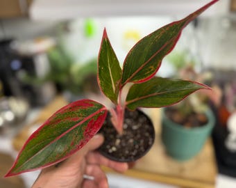 Puede incluir: Una planta Aglaonema en una pequeña maceta de plástico negra, con hojas en forma de lanza que presentan un patrón variegado de verde oscuro y rojo vibrante. Los tallos son de color rosa rojizo claro y los bordes tienen un fino borde rojo.