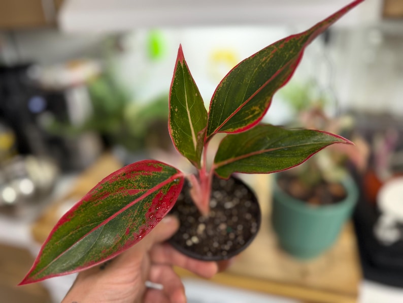 May include: An Aglaonema plant in a small black plastic pot, featuring lance-shaped leaves with a variegated pattern of deep green and vibrant red. The stems are a light pinkish-red, and the leaf edges are outlined in a thin, bright red border.