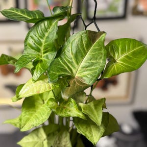 May include: A Syngonium plant with arrow-shaped, variegated green and light lime leaves featuring subtle pinkish undertones. The plant is supported by a black metal hexagonal trellis and is potted in a dark, ribbed cylindrical container.