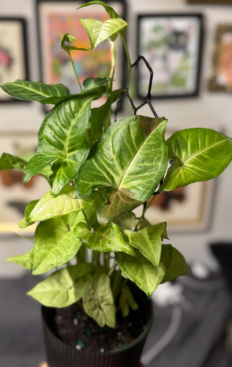 May include: A Syngonium plant with arrow-shaped, variegated green and light lime leaves featuring subtle pinkish undertones. The plant is supported by a black metal hexagonal trellis and is potted in a dark, ribbed cylindrical container.