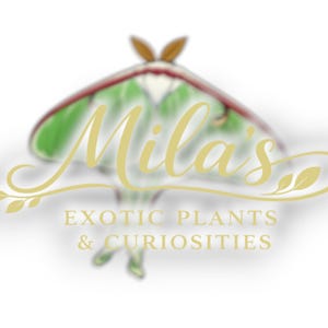 May include: Logo for Mila's Exotic Plants & Curiosities. The logo features a stylized moth with green and red wings, and the text "Mila's" in a cursive font. Below, the text reads "EXOTIC PLANTS & CURIOSITIES."
