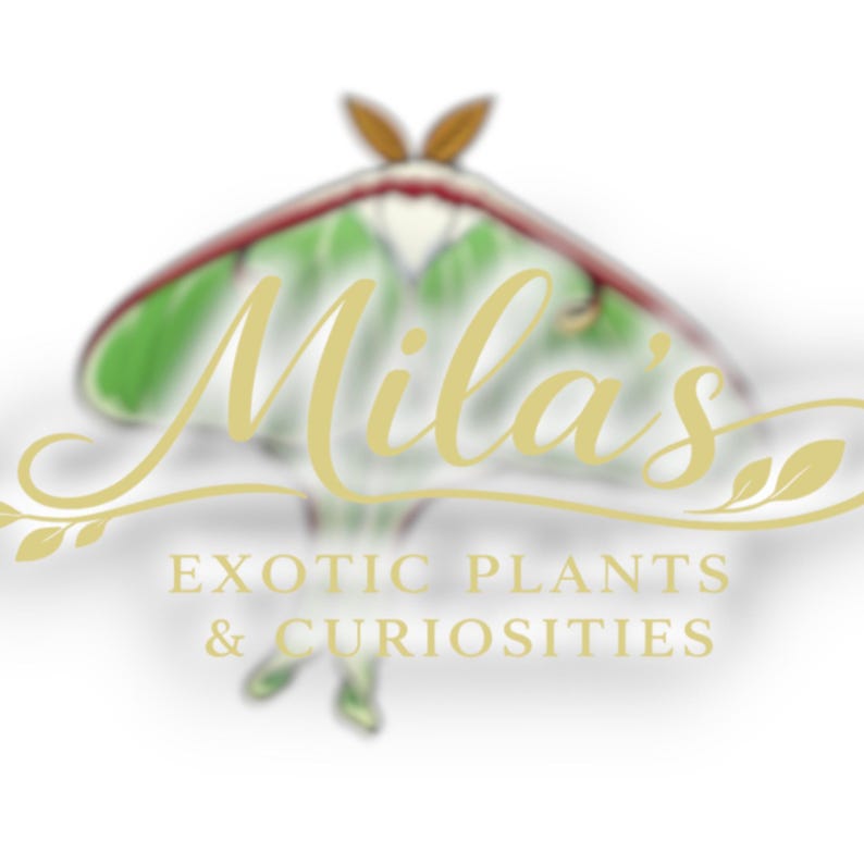May include: Logo for Mila's Exotic Plants & Curiosities. The logo features a stylized moth with green and red wings, and the text "Mila's" in a cursive font. Below, the text reads "EXOTIC PLANTS & CURIOSITIES."