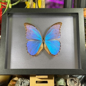 Puede incluir: Un esp&eacute;cimen de mariposa enmarcado con alas azul vibrante y bordes marrones. La mariposa est&aacute; centrada sobre un fondo gris dentro de un marco negro. Las alas muestran patrones y texturas intrincados, creando una exhibici&oacute;n visual llamativa.