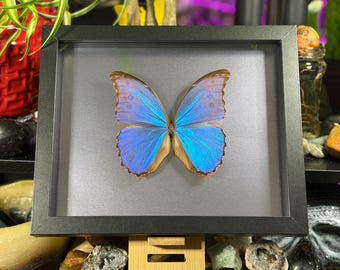 May include: A framed butterfly specimen with vibrant blue wings and brown edges. The butterfly is centered on a gray background within a black frame. The wings display intricate patterns and textures, creating a striking visual display.