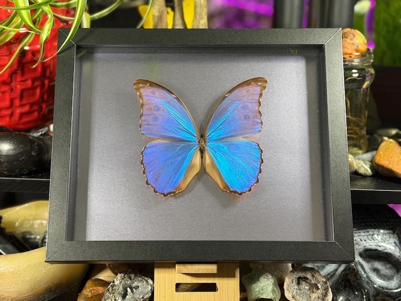 Puede incluir: Un esp&eacute;cimen de mariposa enmarcado con alas azul vibrante y bordes marrones. La mariposa est&aacute; centrada sobre un fondo gris dentro de un marco negro. Las alas muestran patrones y texturas intrincados, creando una exhibici&oacute;n visual llamativa.