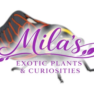 Pode incluir: Logotipo roxo para "Mila's Exotic Plants & Curiosities". Apresenta um inseto estilizado com asas pretas e laranja. O texto &eacute; sobreposto &agrave; imagem do inseto.