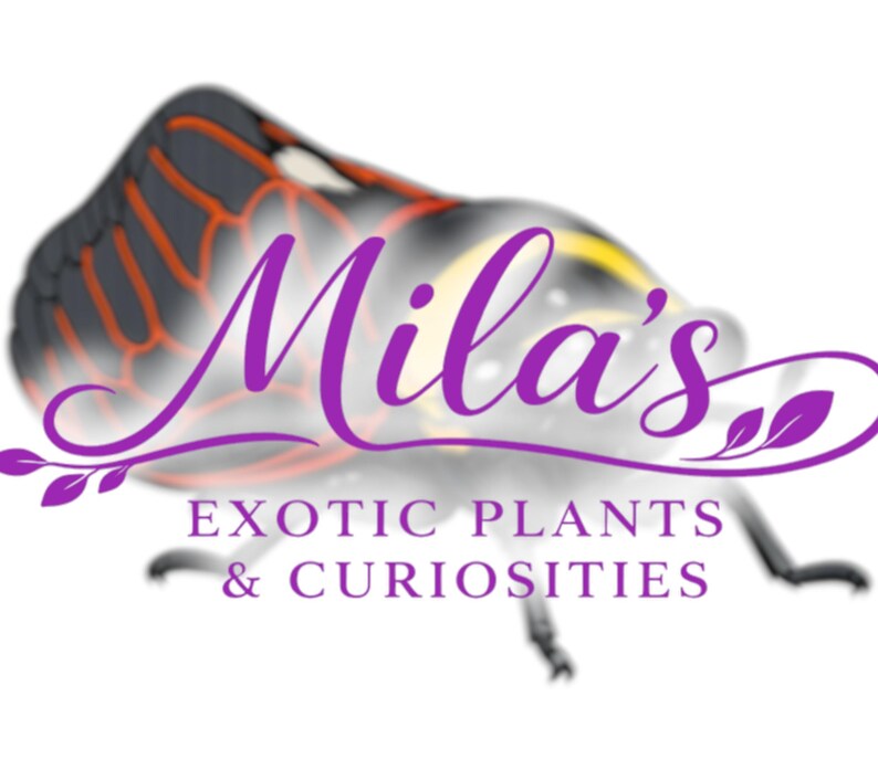 Pode incluir: Logotipo roxo para "Mila's Exotic Plants & Curiosities". Apresenta um inseto estilizado com asas pretas e laranja. O texto &eacute; sobreposto &agrave; imagem do inseto.