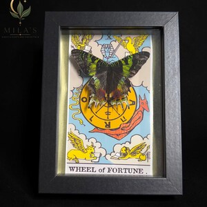 May include: A framed display featuring a preserved green and black butterfly mounted over a Wheel of Fortune tarot card illustration. The card depicts a central yellow wheel, winged figures, and the text WHEEL of FORTUNE in a black frame.