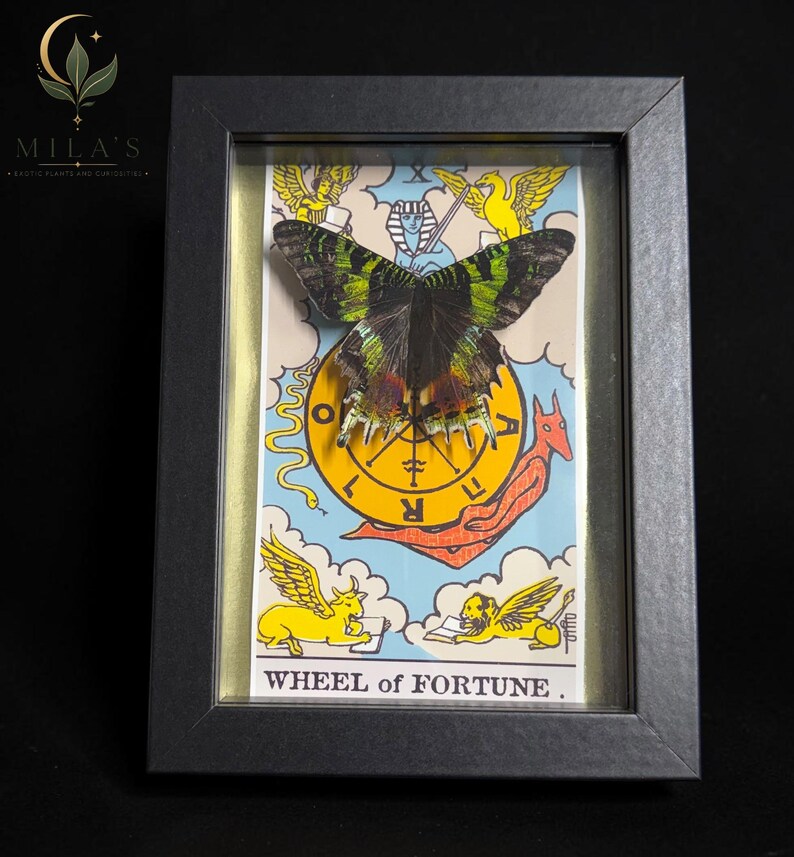 May include: A framed display featuring a preserved green and black butterfly mounted over a Wheel of Fortune tarot card illustration. The card depicts a central yellow wheel, winged figures, and the text WHEEL of FORTUNE in a black frame.