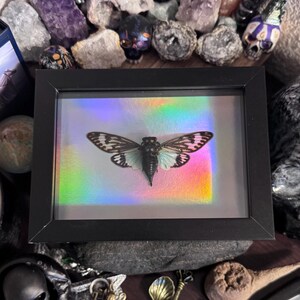Framed Blue Black Cicada, Tosena splendida, Midnight & Holo Specimen Art Holo Edition 001
