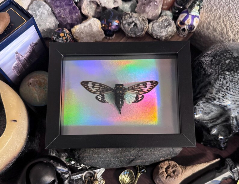 Framed Blue Black Cicada, Tosena splendida, Midnight & Holo Specimen Art Holo Edition 001