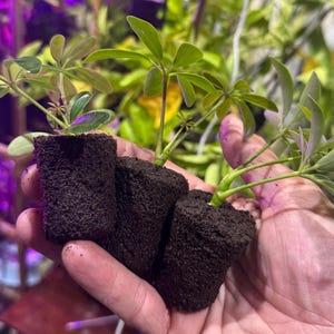 May include: Three small Schefflera plant cuttings rooted in cylindrical dark brown soil plugs. Each plant features several light green, oval-shaped leaves arranged in a palm-like pattern on thin stems, ready for propagation or transplanting.