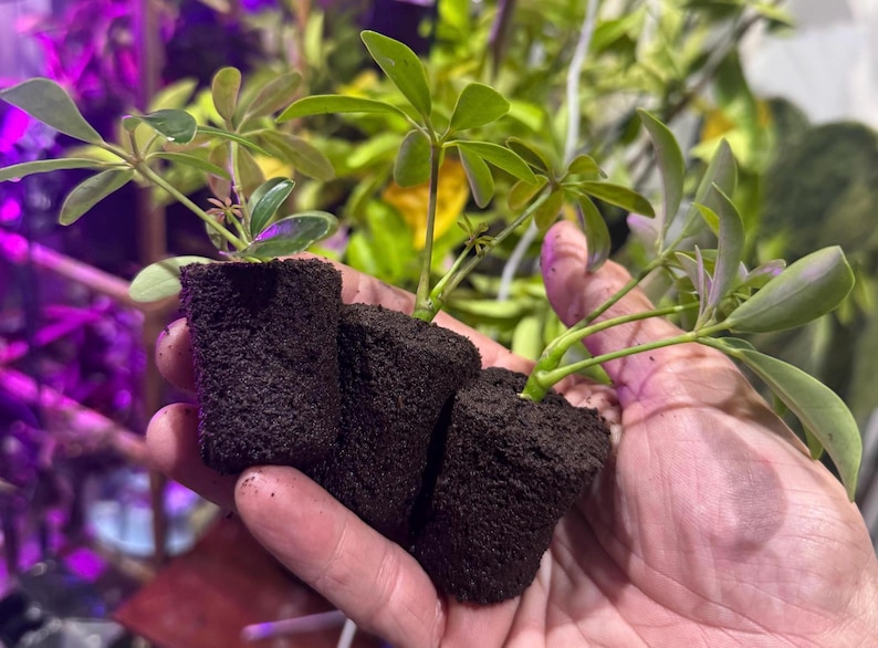 May include: Three small Schefflera plant cuttings rooted in cylindrical dark brown soil plugs. Each plant features several light green, oval-shaped leaves arranged in a palm-like pattern on thin stems, ready for propagation or transplanting.