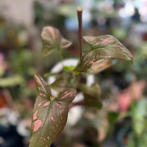 May include: A Syngonium plant featuring arrow-shaped leaves with a dark green base color and variegated light pink splashes. The plant is supported by a thin, vertical wooden stake that extends upward from the center of the foliage.