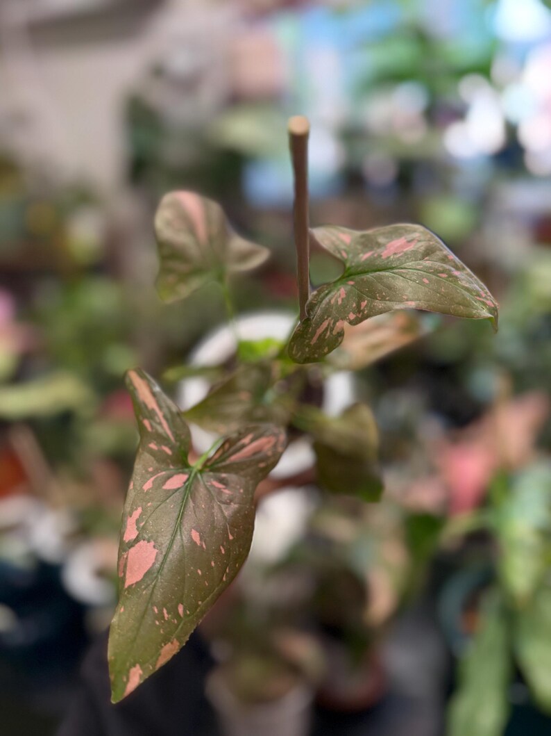 May include: A Syngonium plant featuring arrow-shaped leaves with a dark green base color and variegated light pink splashes. The plant is supported by a thin, vertical wooden stake that extends upward from the center of the foliage.