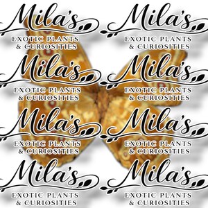May include: A repeating pattern featuring the text "Mila's Exotic Plants & Curiosities" in elegant script, overlaid on a butterfly wing design. The wings are a mix of gold, brown, and orange hues, creating a visually appealing and thematic logo.