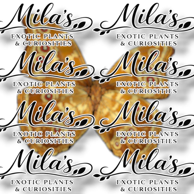 May include: A repeating pattern featuring the text "Mila's Exotic Plants & Curiosities" in elegant script, overlaid on a butterfly wing design. The wings are a mix of gold, brown, and orange hues, creating a visually appealing and thematic logo.