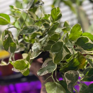 May include: A variegated pothos plant featuring heart-shaped leaves with a mix of deep green and creamy white patterns. The foliage grows on thin, trailing stems, displaying a natural color variation across the surface of each individual leaf.