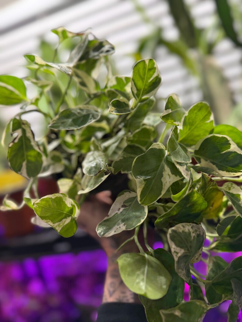May include: A variegated pothos plant featuring heart-shaped leaves with a mix of deep green and creamy white patterns. The foliage grows on thin, trailing stems, displaying a natural color variation across the surface of each individual leaf.