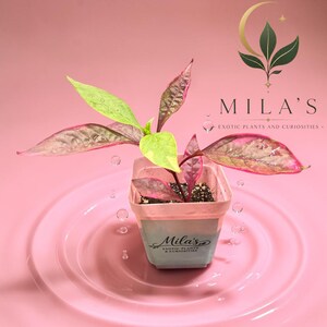 May include: A small plant with variegated leaves in shades of pink, green, and cream, potted in a square container labeled Mila's Exotic Plants and Curiosities. The plant is surrounded by floating water droplets against a solid pink background.