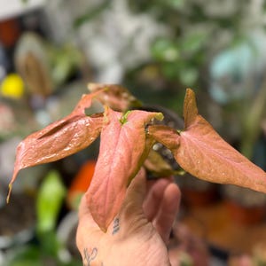 May include: A Syngonium plant featuring multiple arrow-shaped leaves in shades of soft pink and muted salmon. The foliage has a smooth, slightly glossy texture with prominent central veins, extending outward from a central stem in a small black pot.