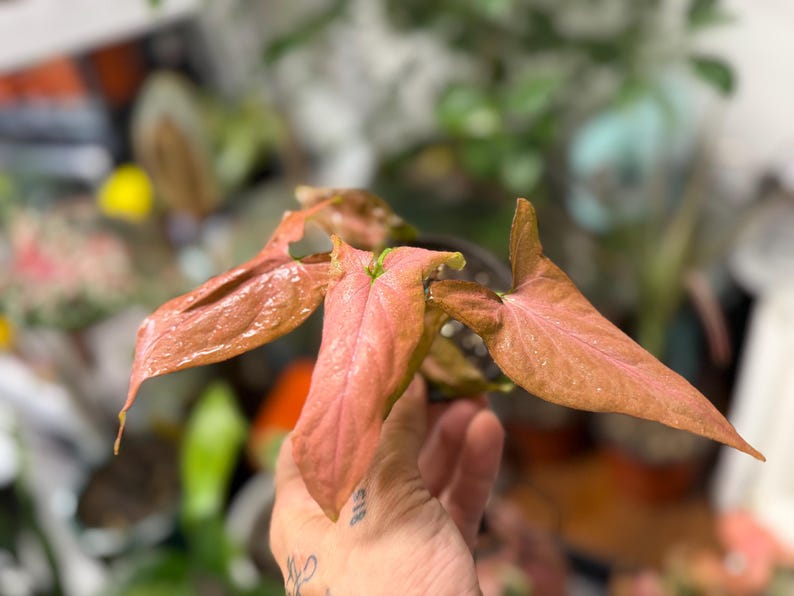 May include: A Syngonium plant featuring multiple arrow-shaped leaves in shades of soft pink and muted salmon. The foliage has a smooth, slightly glossy texture with prominent central veins, extending outward from a central stem in a small black pot.