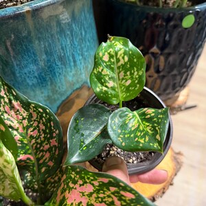 Peut inclure: Une petite plante Aglaonema dans un pot en plastique noir avec des feuilles vert fonc&eacute; pr&eacute;sentant des panachures tachet&eacute;es roses et cr&egrave;me. La plante poss&egrave;de trois feuilles visibles, affichant un motif de points clairs sur le feuillage vert.