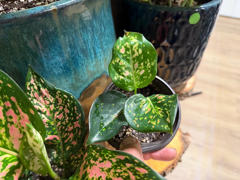 Peut inclure: Une petite plante Aglaonema dans un pot en plastique noir avec des feuilles vert fonc&eacute; pr&eacute;sentant des panachures tachet&eacute;es roses et cr&egrave;me. La plante poss&egrave;de trois feuilles visibles, affichant un motif de points clairs sur le feuillage vert.