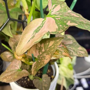 May include: A Syngonium plant with variegated arrow-shaped leaves featuring a mix of soft pink and deep green patches. The plant is potted in a white container and supported by thin green plastic stakes, with a black geometric trellis visible.