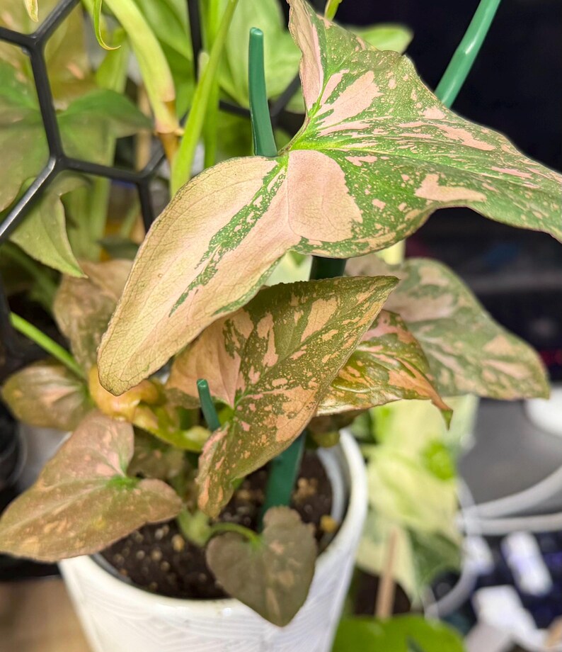 May include: A Syngonium plant with variegated arrow-shaped leaves featuring a mix of soft pink and deep green patches. The plant is potted in a white container and supported by thin green plastic stakes, with a black geometric trellis visible.