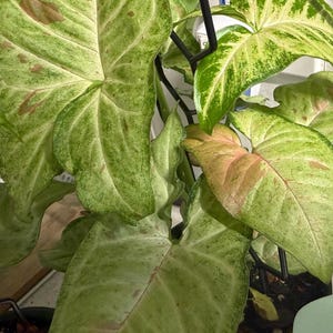 May include: A Syngonium plant with arrow-shaped leaves featuring variegated patterns of light green, dark green, and soft pink hues. The foliage is supported by a black metal trellis structure that provides vertical support for the stems.