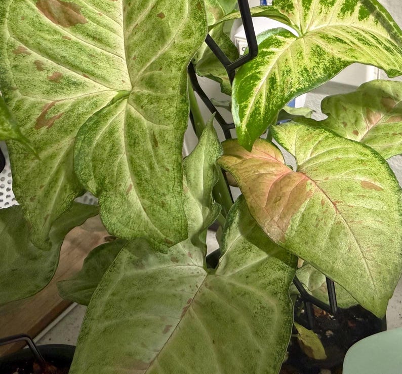 May include: A Syngonium plant with arrow-shaped leaves featuring variegated patterns of light green, dark green, and soft pink hues. The foliage is supported by a black metal trellis structure that provides vertical support for the stems.