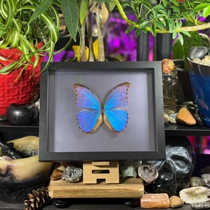 Puede incluir: Un esp&eacute;cimen de mariposa enmarcado con alas azules iridiscentes. La mariposa est&aacute; centrada en un marco negro sobre un fondo gris. El marco se exhibe sobre un soporte de madera, rodeado de objetos decorativos y plantas.
