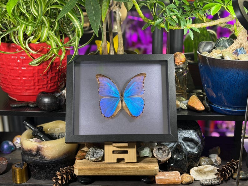 Puede incluir: Un esp&eacute;cimen de mariposa enmarcado con alas azules iridiscentes. La mariposa est&aacute; centrada en un marco negro sobre un fondo gris. El marco se exhibe sobre un soporte de madera, rodeado de objetos decorativos y plantas.