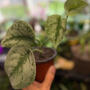 May include: A small potted plant featuring heart-shaped leaves with a variegated pattern of dark green and silvery-grey splashes. The plant is housed in a simple brown plastic nursery pot filled with dark potting soil, showcasing distinct foliage.