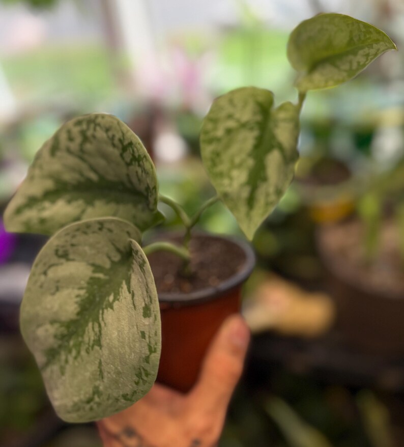 May include: A small potted plant featuring heart-shaped leaves with a variegated pattern of dark green and silvery-grey splashes. The plant is housed in a simple brown plastic nursery pot filled with dark potting soil, showcasing distinct foliage.