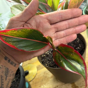 May include: An Aglaonema plant featuring pointed, lance-shaped leaves with a deep green center, speckled yellow-green variegation, and a vibrant red margin. The plant is potted in a brown container, showcasing its distinct foliage and red stems.