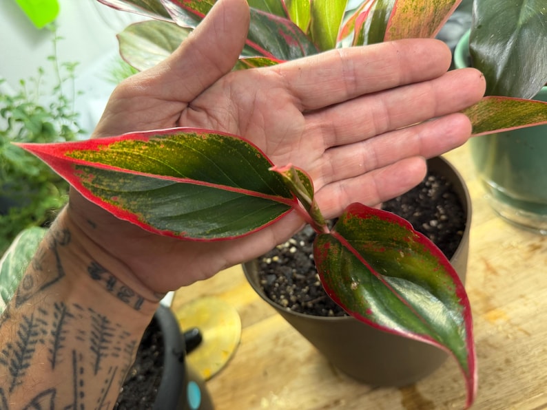 May include: An Aglaonema plant featuring pointed, lance-shaped leaves with a deep green center, speckled yellow-green variegation, and a vibrant red margin. The plant is potted in a brown container, showcasing its distinct foliage and red stems.